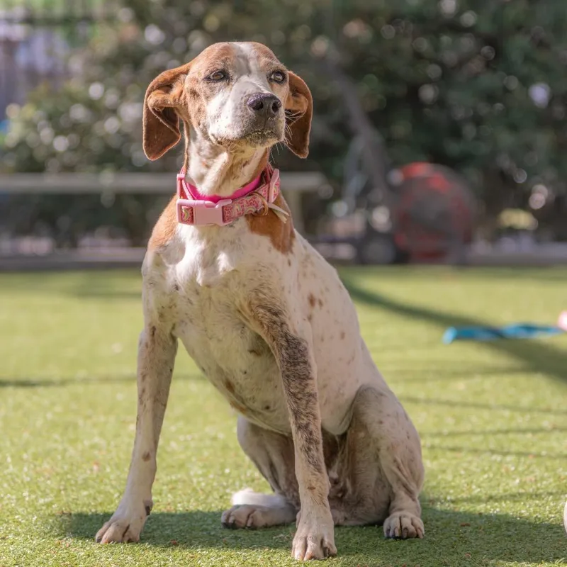 An adult small-sized female White / Cream Jack Russell Terrier dog named Perla for adoption in Albuquerque, NM