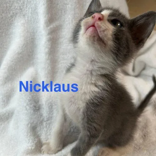 Nick thumbnail 2