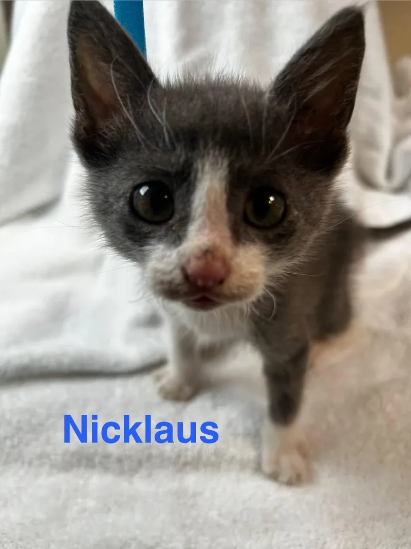 Nick thumbnail 3