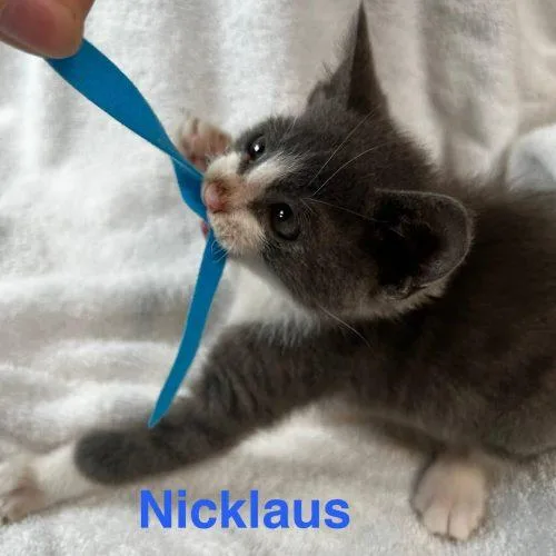 Nick thumbnail 4