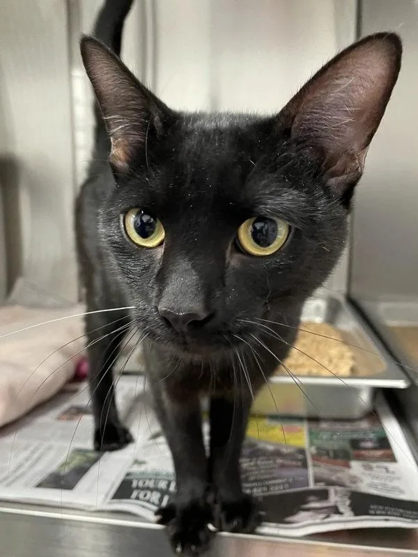 An adult medium-sized male Domestic Short Hair cat named Thor for adoption in Roanoke, VA