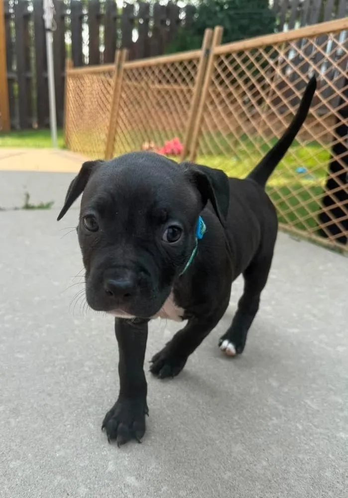A baby small-sized female Tricolor (Brown, Black, & White) Pit Bull Terrier dog named Espresso for adoption in Colorado Springs, CO