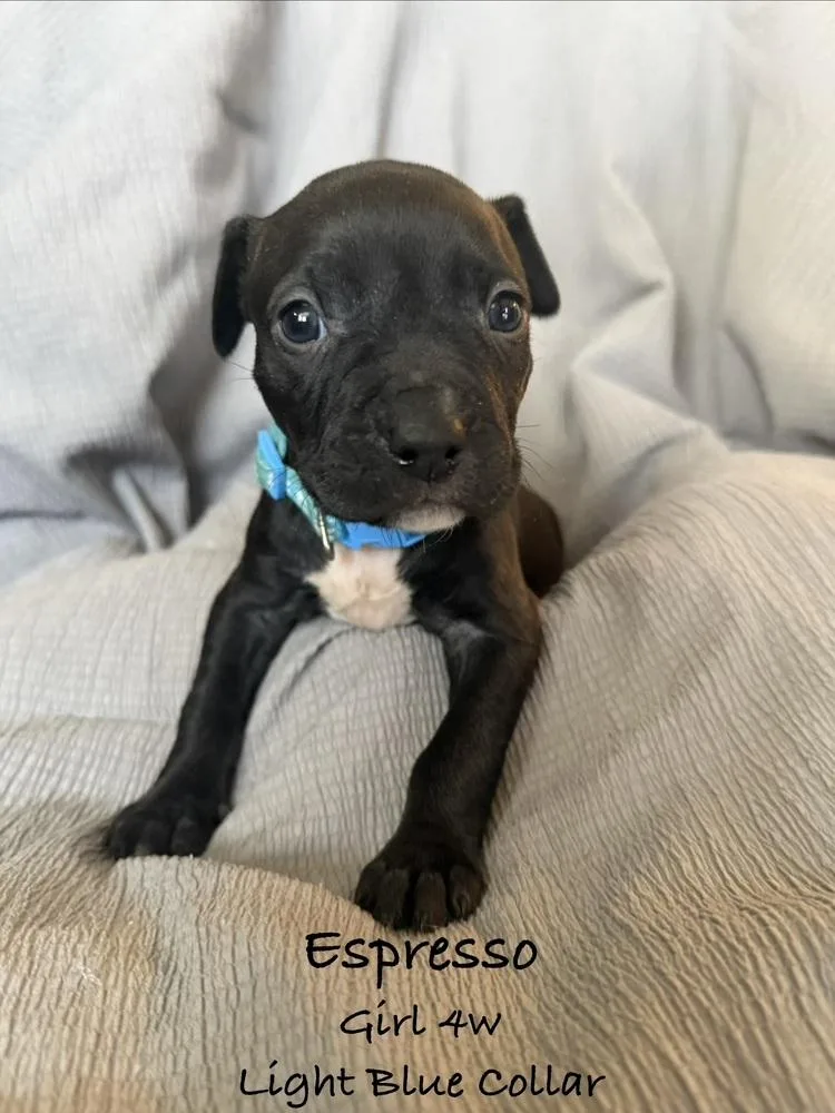Espresso thumbnail 6