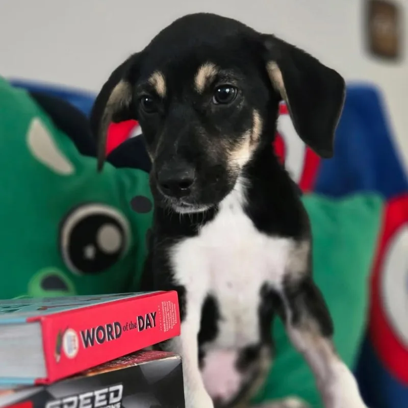A baby medium-sized male Black Mixed Breed dog named Woody for adoption in Myrtle Beach, SC