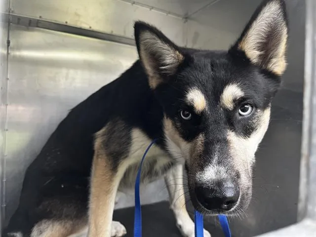 Koda