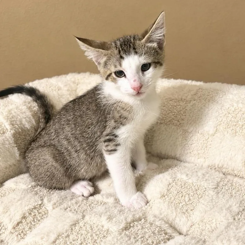 A baby medium-sized male Tabby cat named Sencha for adoption in Fort Worth, TX