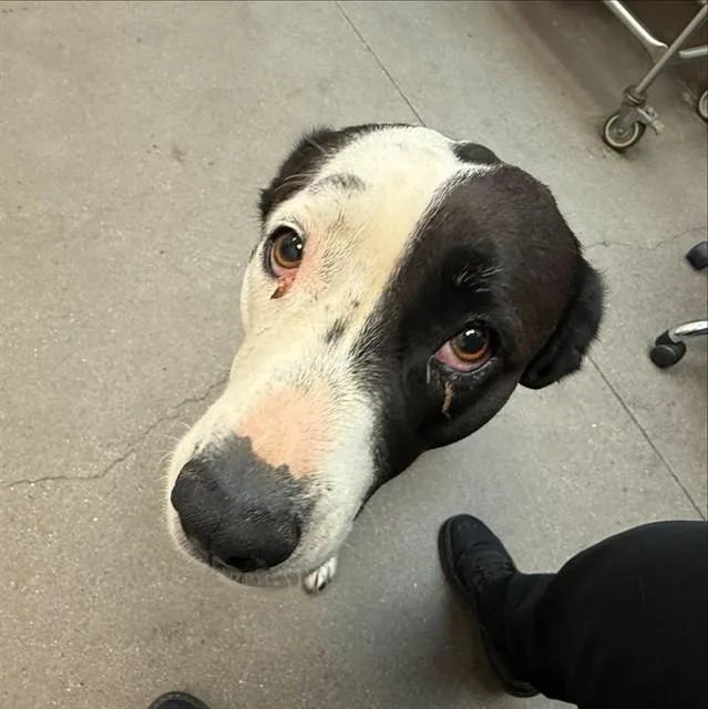 An adult large-sized female Pit Bull Terrier dog named Maggie for adoption in Tucson, AZ