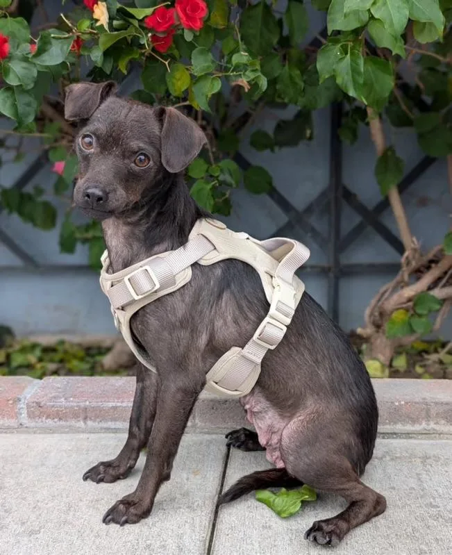 An adult small-sized female Black Chiweenie dog named Suki for adoption in Los Angeles, CA