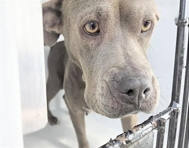 An adult medium-sized female Pit Bull Terrier dog named Queenie for adoption in Houston, TX