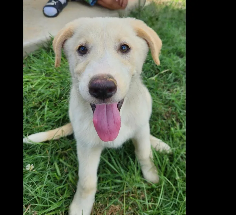A baby medium-sized male German Shepherd Dog dog named Krypto for adoption in Hartwell, GA