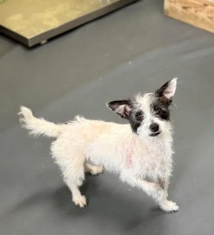 A young small-sized male Terrier dog named Geezer for adoption in Picayune, MS