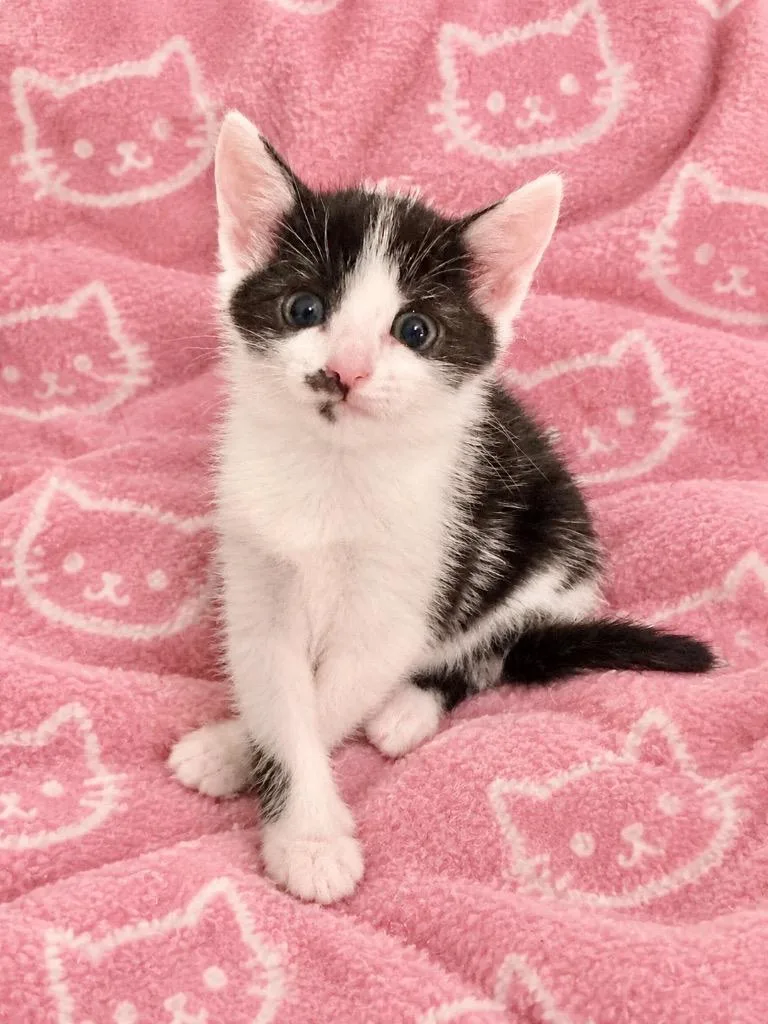 A baby small-sized female Domestic Short Hair cat named Gideon for adoption in Clinton, SC