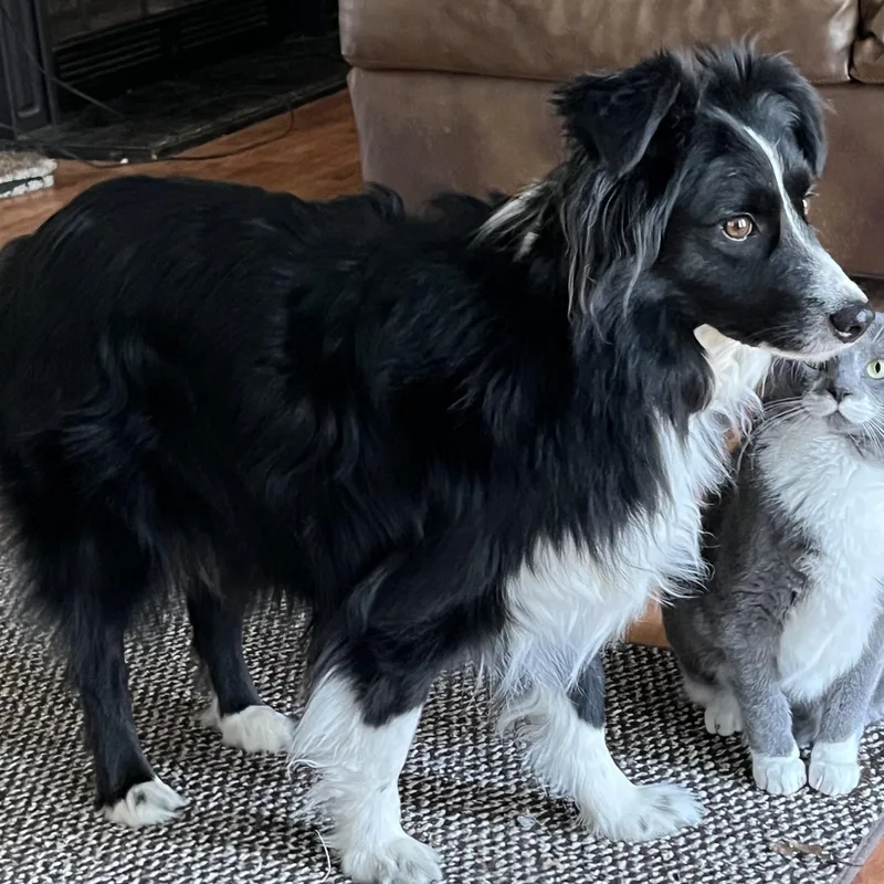 An adult medium-sized male Border Collie dog named Chance for adoption in The Woodlands, TX