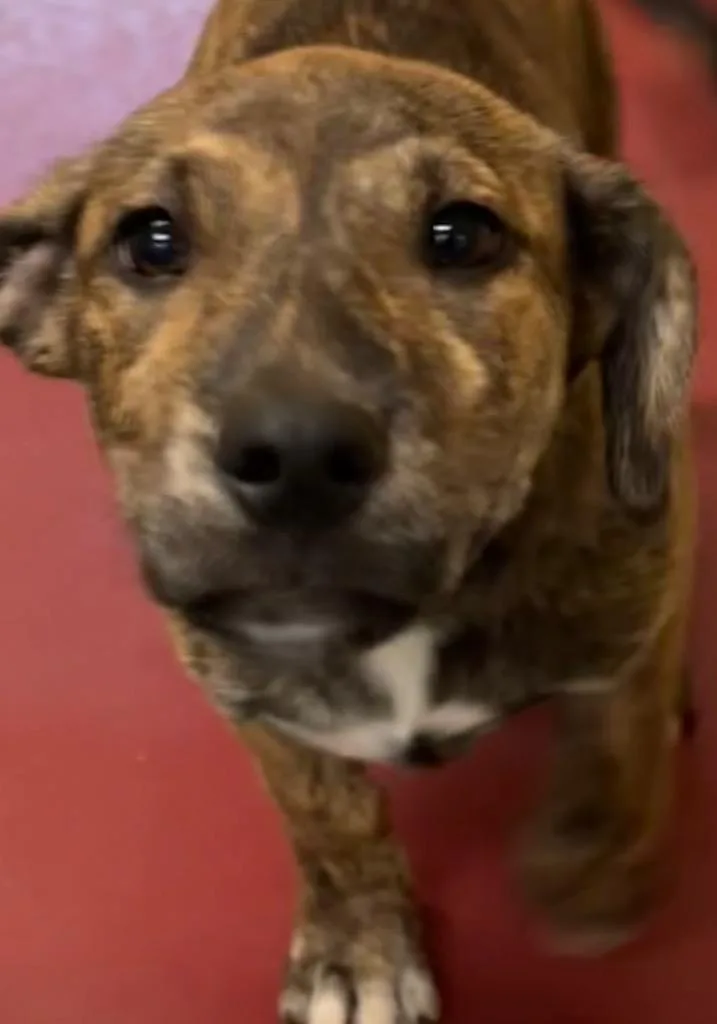 A baby small-sized female Basset Hound dog named Becky for adoption in Elizabethton, TN