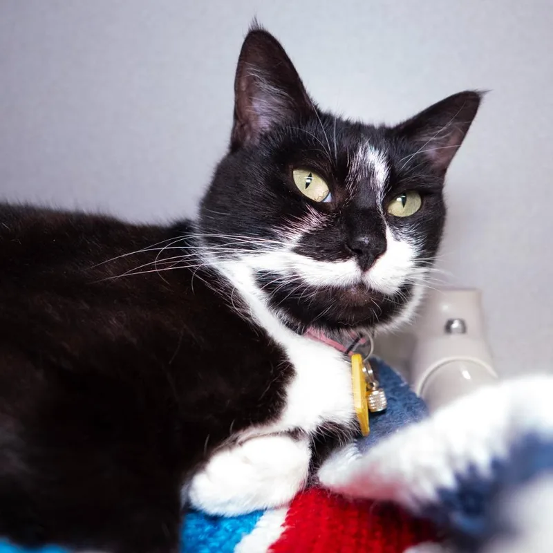 A young medium-sized female Domestic Short Hair cat named Mascara for adoption in Shoreline, WA