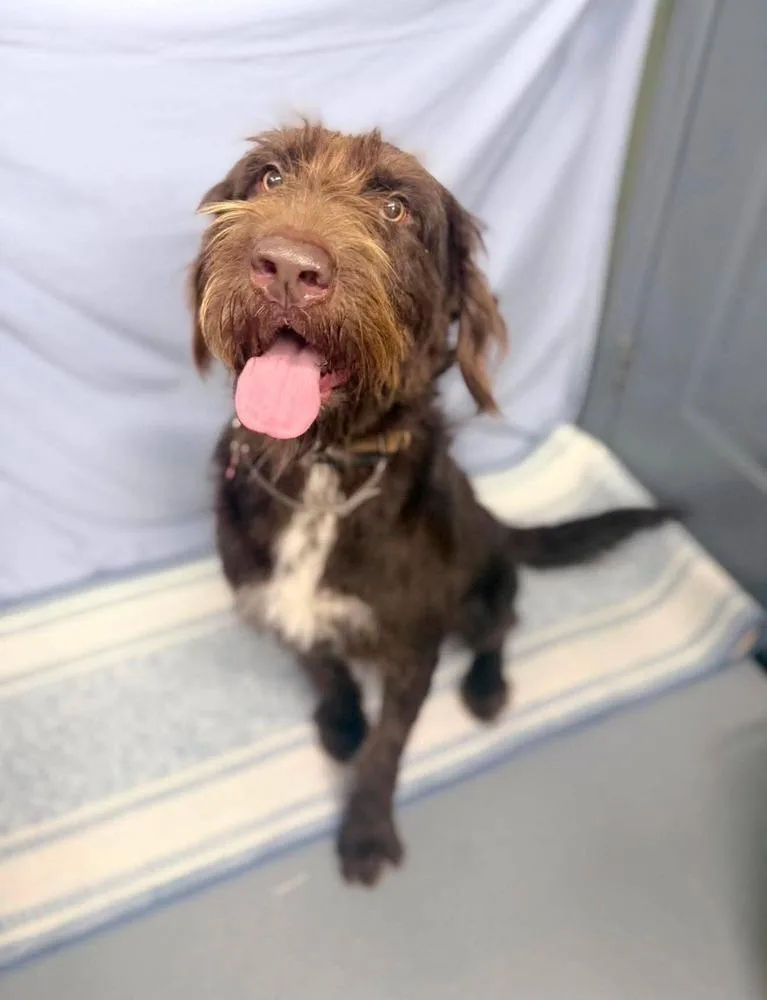 An adult large-sized female Goldendoodle dog named Leia for adoption in Aurora, CO
