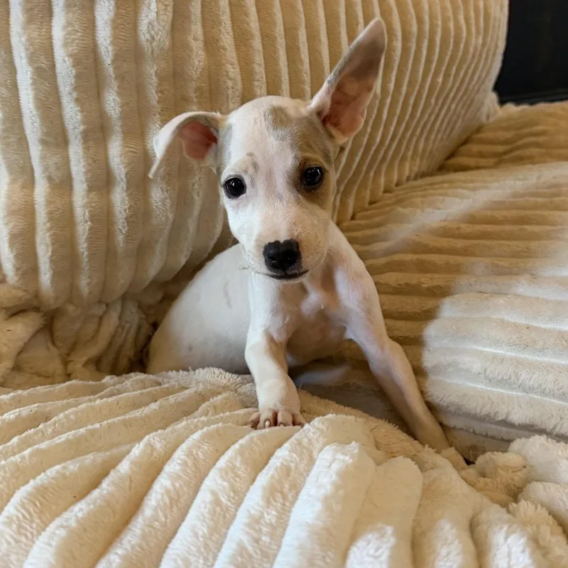A baby small-sized female Jack Russell Terrier dog named Shortcake for adoption in Cordova, TN