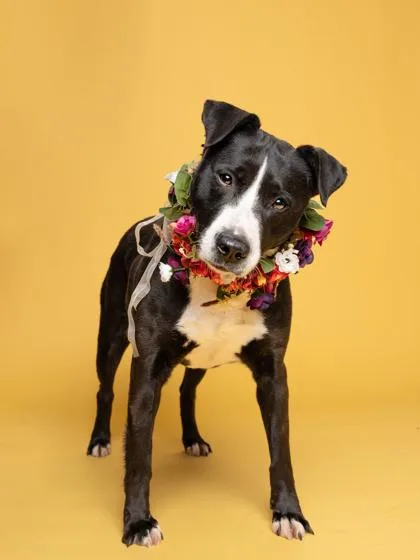 An adult medium-sized female Mixed Breed dog named Oreo for adoption in Atlanta, GA