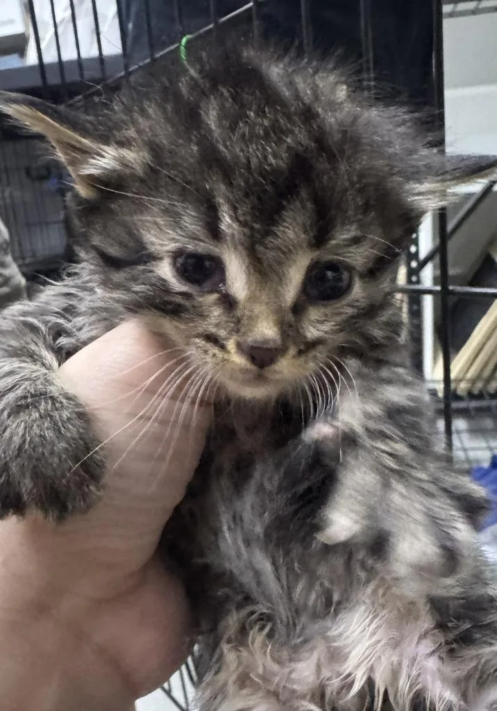 A baby medium-sized male Domestic Short Hair cat named Chromite for adoption in St. Cloud, MN