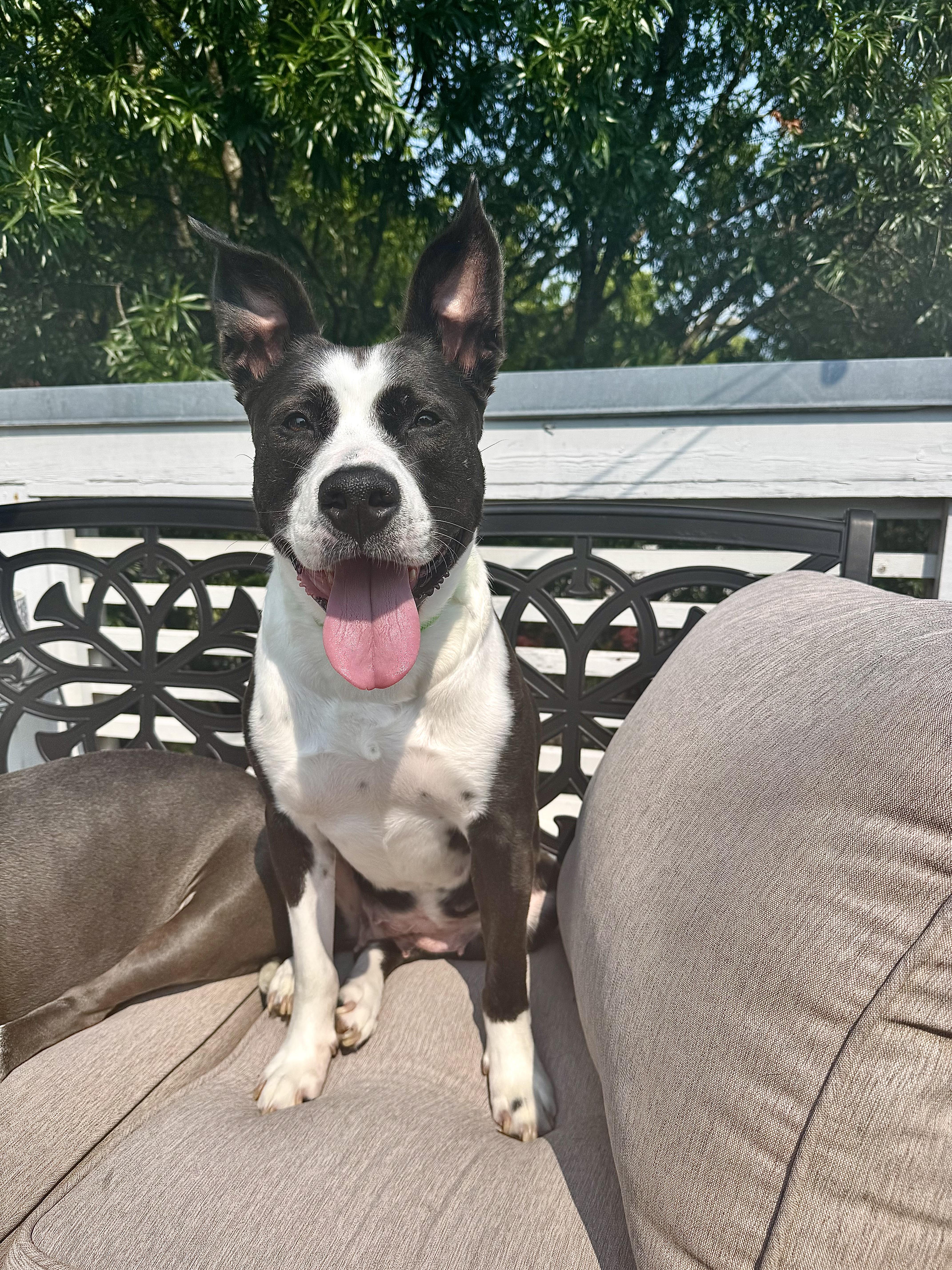 A young medium-sized female Border Collie dog named Juno for adoption in Rock Hill, SC