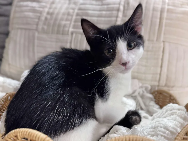 A young medium-sized female Black Domestic Short Hair cat named Tulip for adoption in Effingham, IL