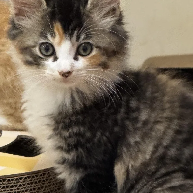 A young medium-sized female Calico cat named Sunshine for adoption in Blairsville, GA