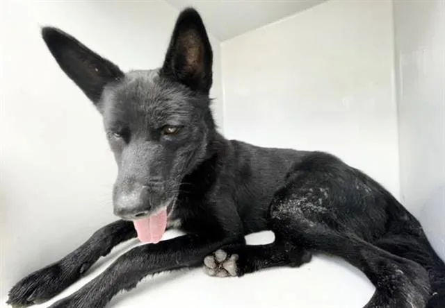 An adult large-sized male German Shepherd Dog dog named Shadow for adoption in Houston, TX