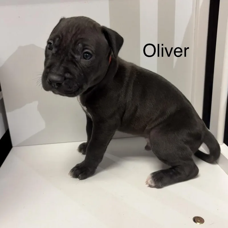 Oliver