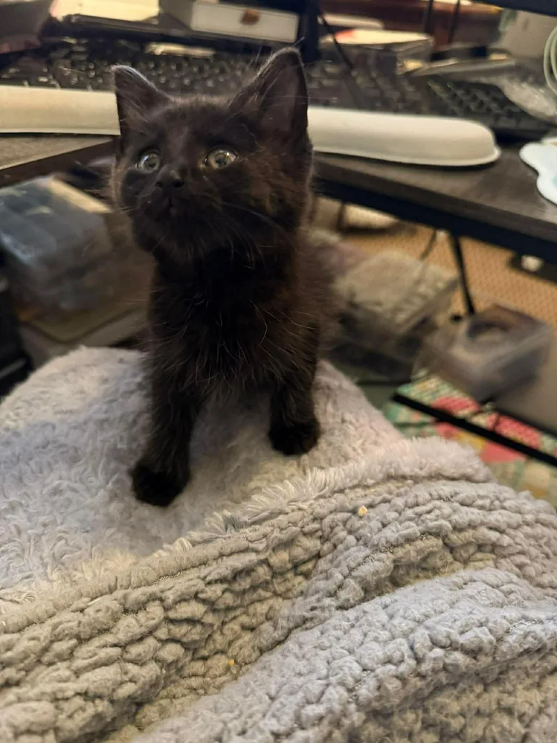 Binx
