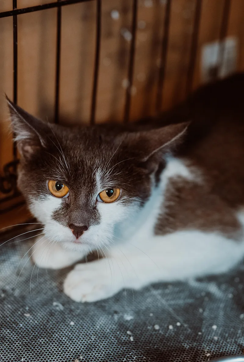 Freddy Kruger thumbnail 2