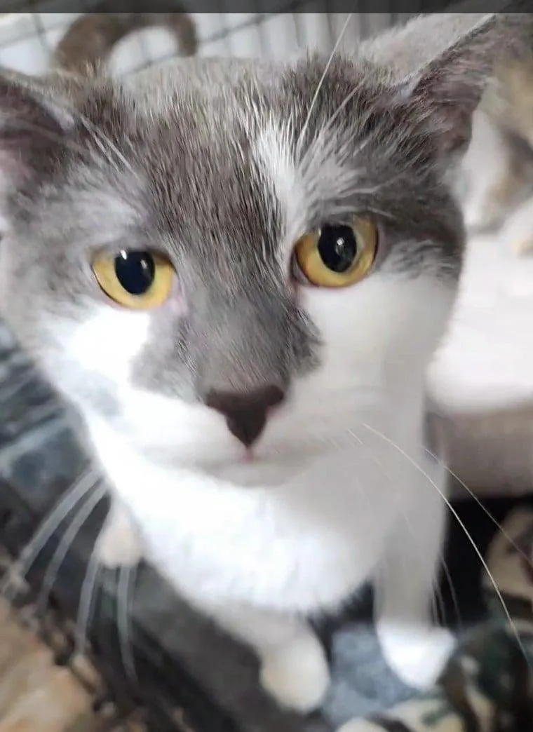 Freddy Kruger thumbnail 3