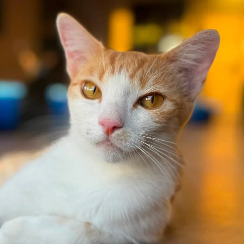 A young small-sized female Orange / Red Domestic Short Hair cat named Golden Kiwi for adoption in Tucson, AZ
