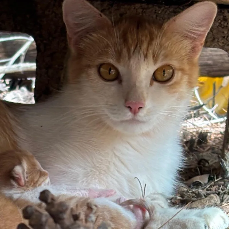 Golden Kiwi thumbnail 2