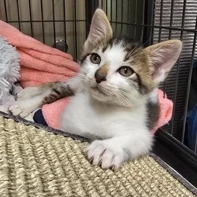 A baby medium-sized male White Domestic Short Hair cat named Rhysand for adoption in Prince Frederick, MD