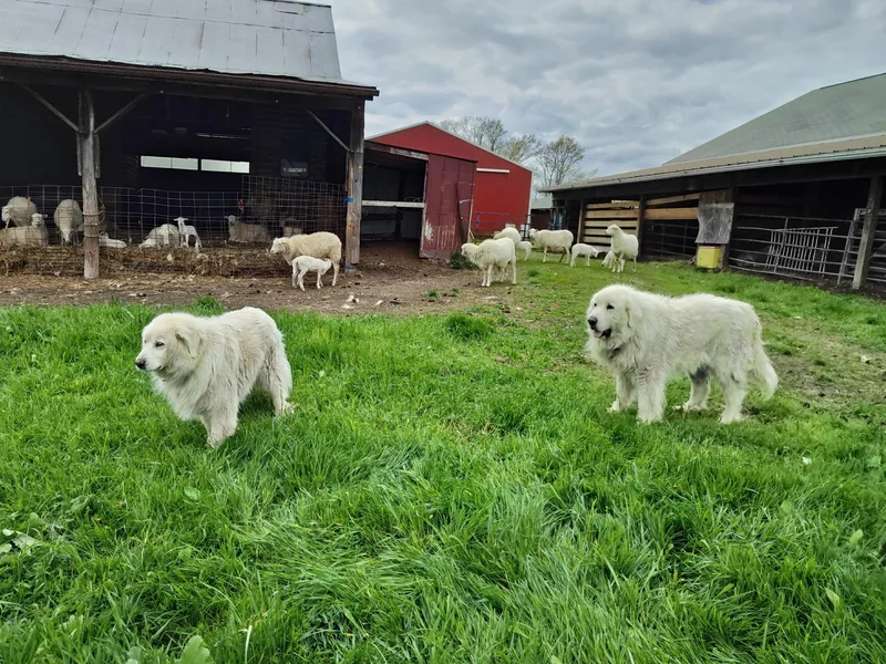 An adult large-sized male White / Cream Great Pyrenees dog named Lgd Pair Of Pyrs for adoption in Stockbridge, MI