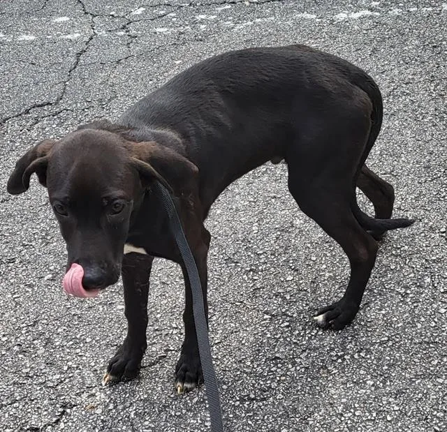 A young medium-sized male Labrador Retriever dog named Hercules for adoption in San Antonio, TX