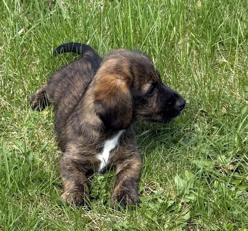 A baby small-sized male Brindle Cairn Terrier dog named Jack for adoption in Iron Ridge, WI