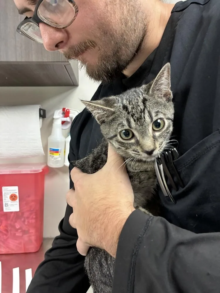 A baby small-sized female Domestic Short Hair cat named Rosemary for adoption in Marietta, GA