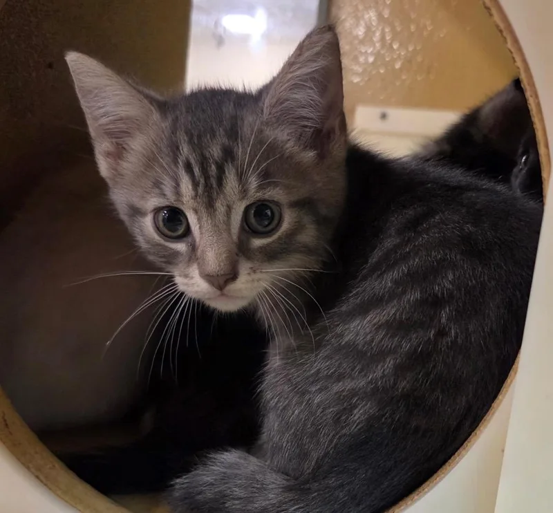 A baby medium-sized male Domestic Short Hair cat named Chevy for adoption in Tampa, FL