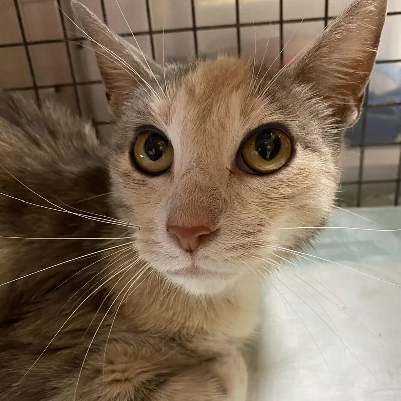 An adult medium-sized female Calico Domestic Short Hair cat named Priya for adoption in Norfolk, NE