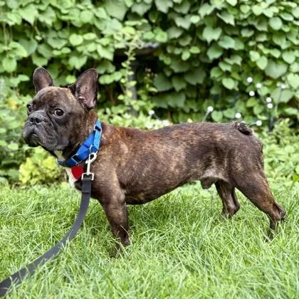 An adult medium-sized male French Bulldog dog named Lucci+ for adoption in Elk Grove Village, IL