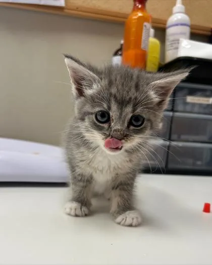 A baby small-sized male Domestic Short Hair cat named Mario for adoption in Fishers, IN