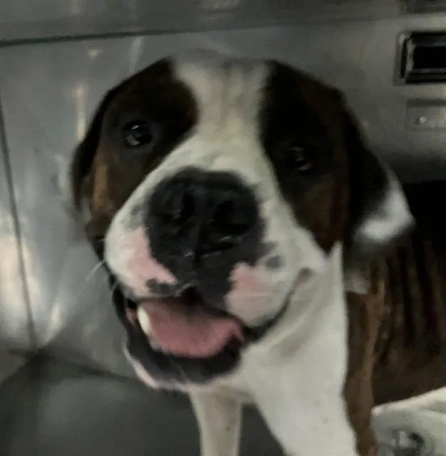 An adult medium-sized male Mixed Breed dog named Dough Boy for adoption in Dallas, TX