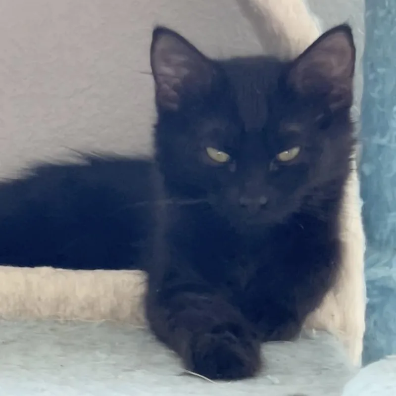 A baby small-sized male Black Domestic Long Hair cat named Joe for adoption in Las Vegas, NV