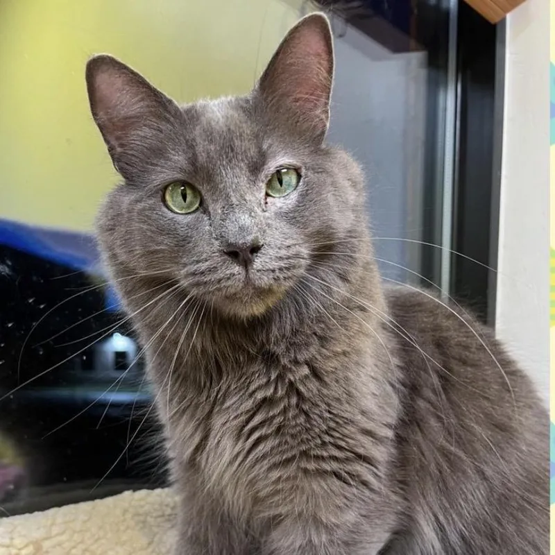 A senior small-sized male Domestic Long Hair cat named Grayson for adoption in Arlington Heights, IL