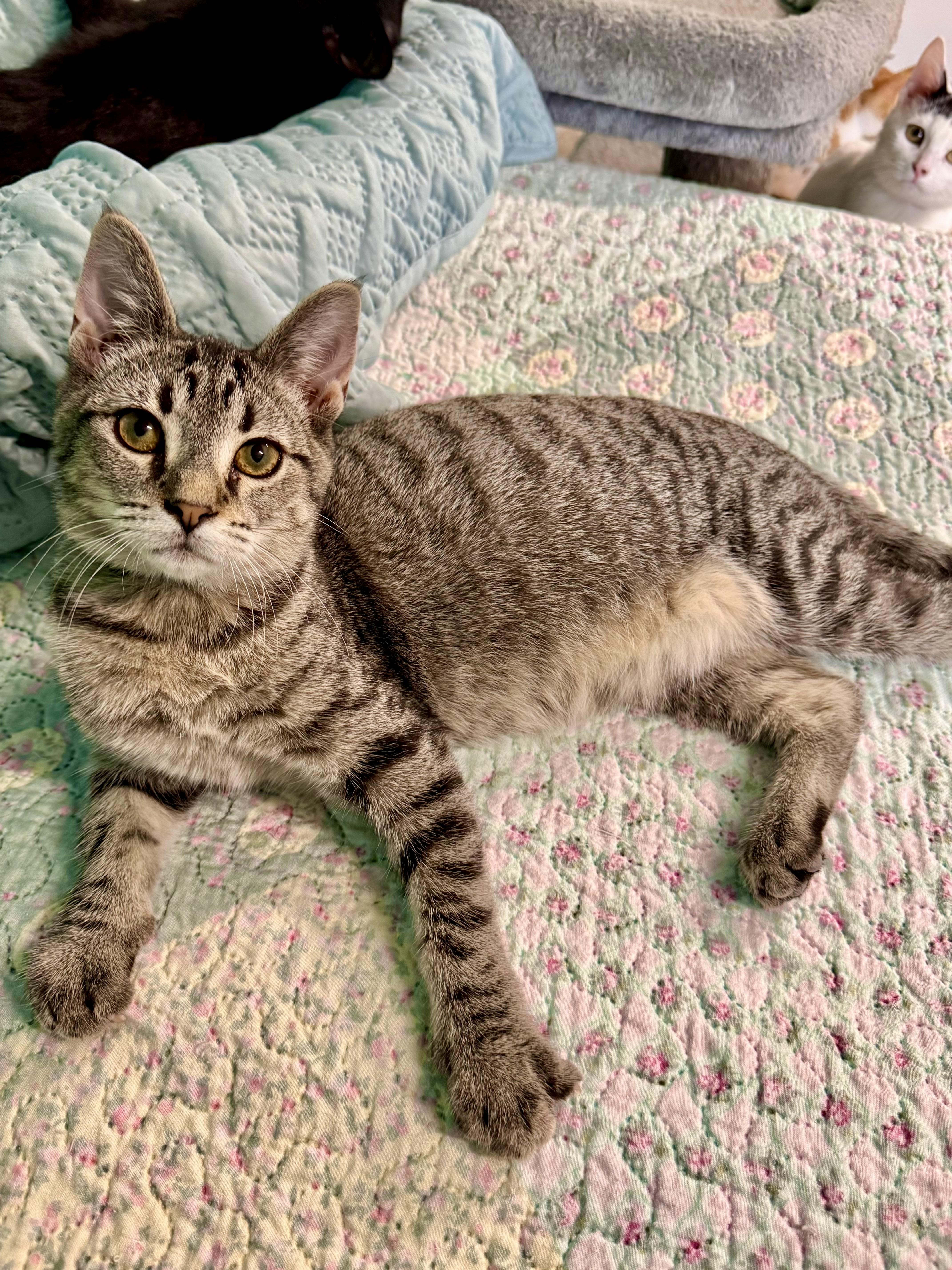 A baby medium-sized male Tabby cat named Toby for adoption in Scottsburg, IN
