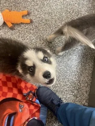 A baby small-sized male Siberian Husky dog named Ridoc for adoption in Westland, MI