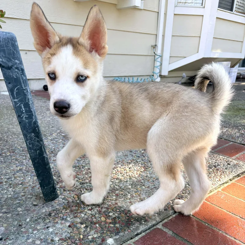 A baby medium-sized male Apricot / Beige Siberian Husky dog named Cheddar for adoption in San Francisco, CA