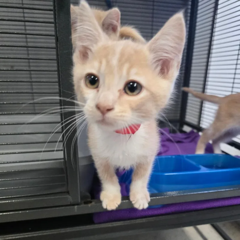 A baby small-sized male Buff / Tan / Fawn Domestic Short Hair cat named Juan for adoption in Spokane, WA