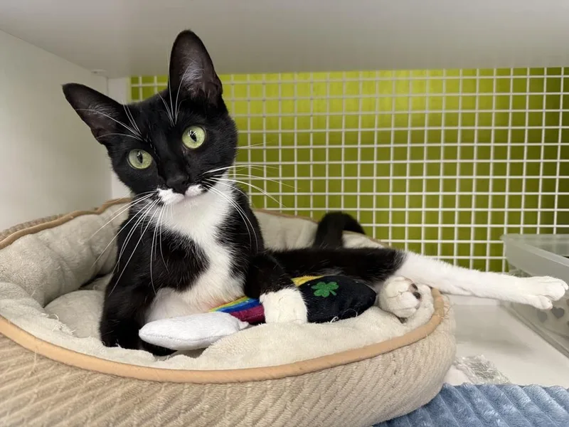 Rochelle thumbnail 3